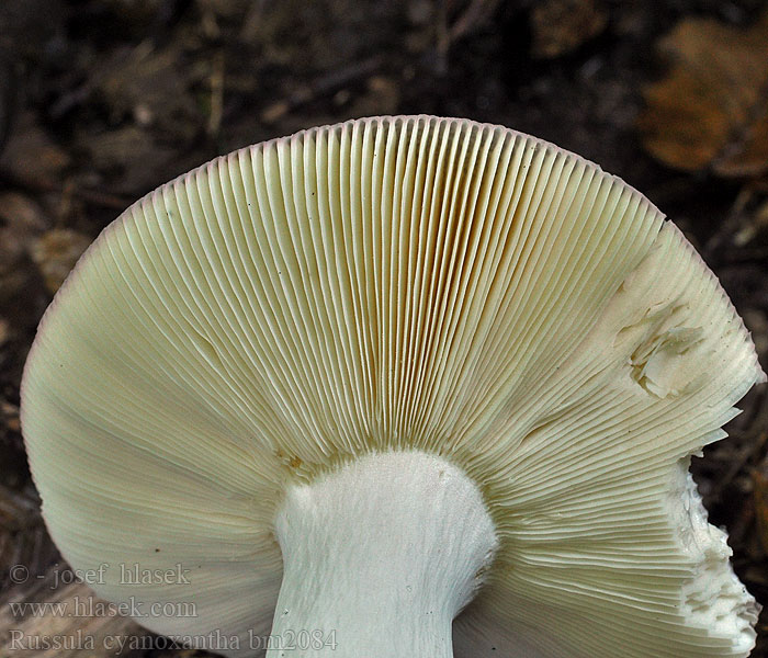 Russula cyanoxantha Сыроежка сине-желтая