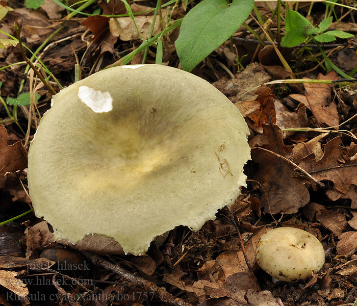 Russula cyanoxantha Broget skørhat Kyyhkyhapero Regenboogrussula