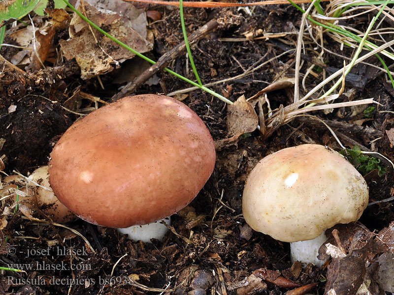 Russula decipiens Holubinka hájová Weinroter Dotter-Täubling