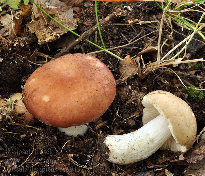 Roze geelplaatrussula Plávka ružovočervená Grånende skørhat