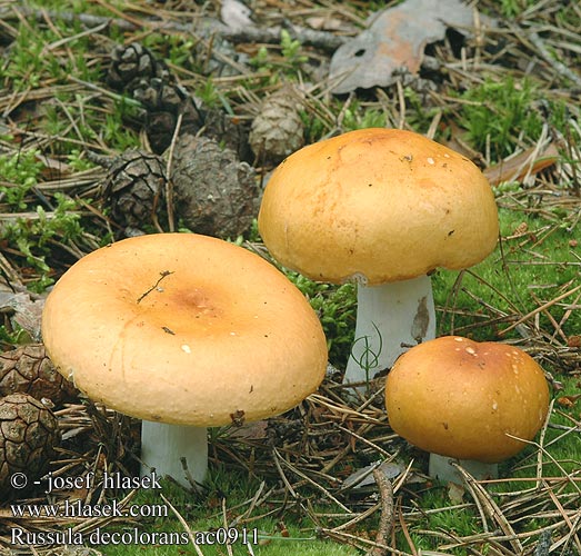 Russula decolorans Graying Russula Afblegende skørhat Kangashapero Russule décolorée Grijssteelrussula oranjerode Tarkahúsú galambgomba Orangeroter Graustieltäubling gołąbek płowiejący Plávka odfarbená Holubinka odbarvená Tegelkremla Сыроежка выцветающая сереющая