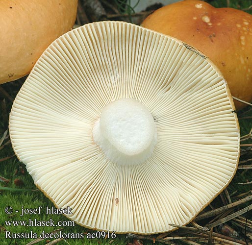 Russula decolorans Grijssteelrussula oranjerode Tarkahúsú galambgomba Orangeroter Graustieltäubling gołąbek płowiejący Plávka odfarbená Holubinka odbarvená Tegelkremla Сыроежка выцветающая сереющая