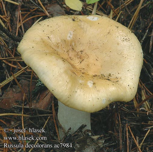 Russula decolorans Orangeroter Graustieltäubling gołąbek płowiejący Plávka odfarbená Holubinka odbarvená Tegelkremla Сыроежка выцветающая сереющая