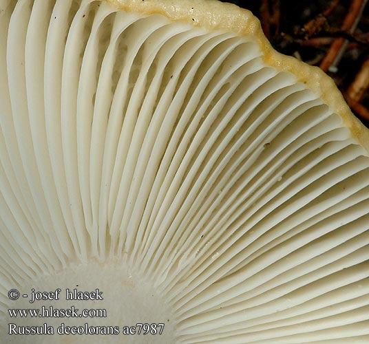 Russula decolorans ac7987