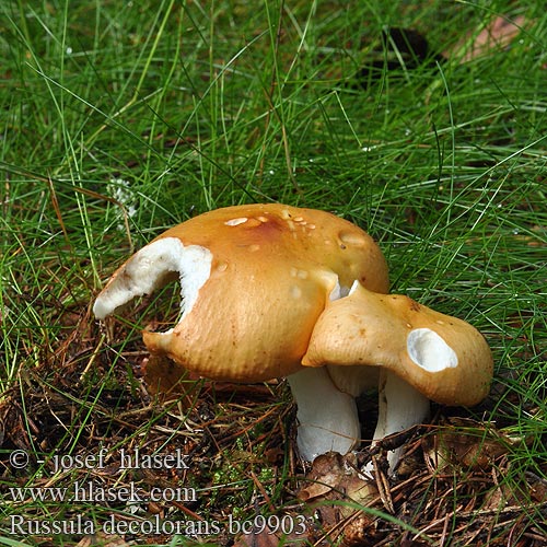 Сыроежка выцветающая сереющая Graying Russula Afblegende skørhat Kangashapero Russule décolorée Grijssteelrussula oranjerode Tarkahúsú galambgomba Orangeroter Graustieltäubling gołąbek płowiejący Plávka odfarbená Russula decolorans Holubinka odbarvená Tegelkremla