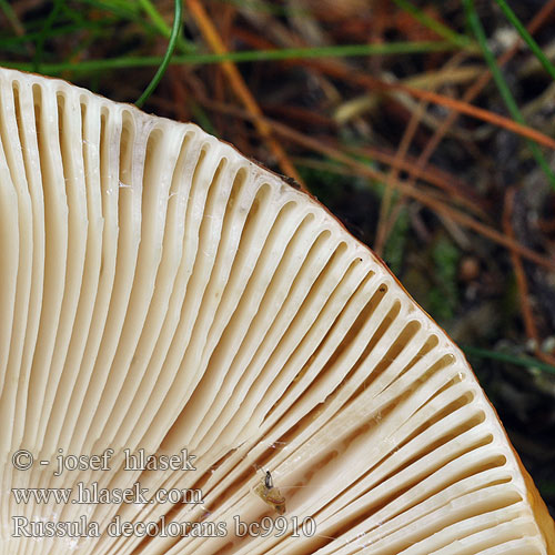 Kangashapero Russule décolorée Grijssteelrussula oranjerode Tarkahúsú galambgomba Orangeroter Graustieltäubling gołąbek płowiejący Plávka odfarbená Russula decolorans Holubinka odbarvená Tegelkremla Сыроежка выцветающая сереющая Graying Russula Afblegende skørhat