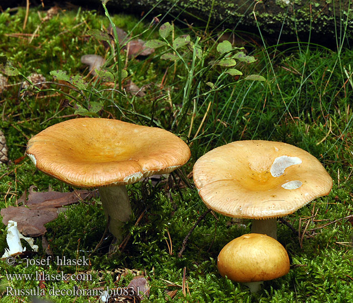 Russula decolorans bi0831