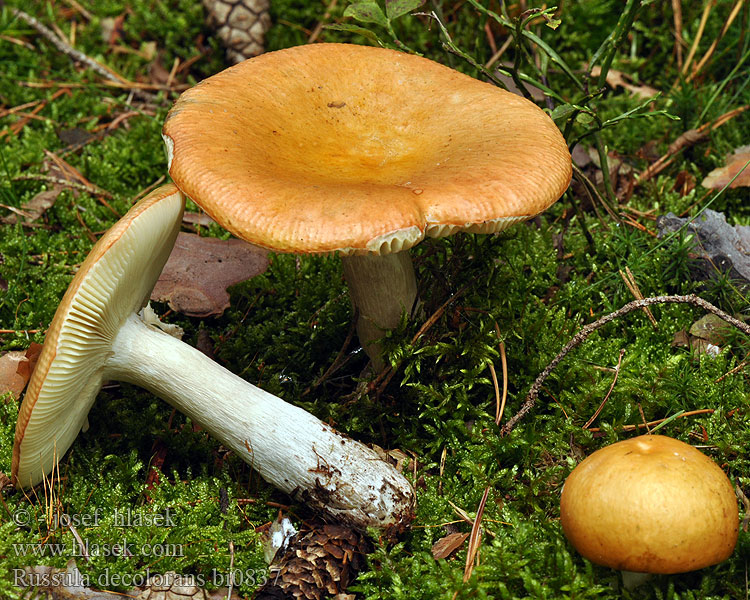 Grijssteelrussula oranjerode Tarkahúsú galambgomba Orangeroter Graustieltäubling gołąbek płowiejący Plávka odfarbená Russula decolorans Holubinka odbarvená Tegelkremla Сыроежка выцветающая сереющая Graying Russula Afblegende skørhat Kangashapero Russule décolorée