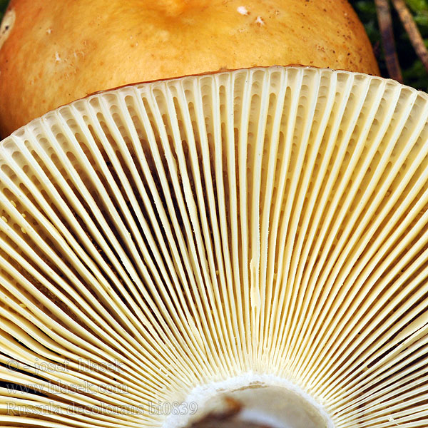 Russula decolorans bi0839