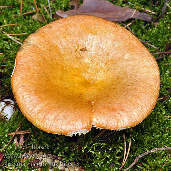 Russula decolorans bi0848