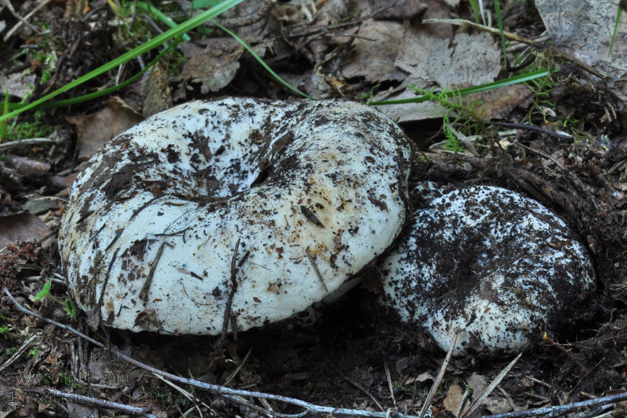 Russula delica Holubinka bílá Schmalblättriger Weiß-Täubling