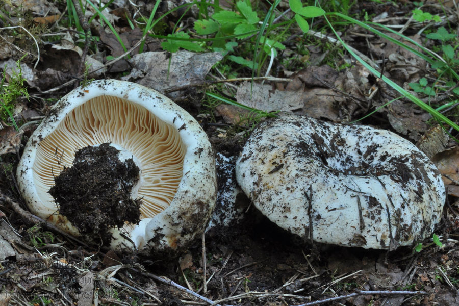 Witte russula Gołąbek smaczny Plávka belavá Tragt-Skørhat