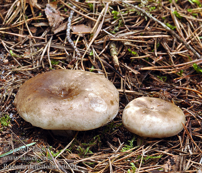 Russula densifolia Crowded Brittlegill Holubinka hustolistá