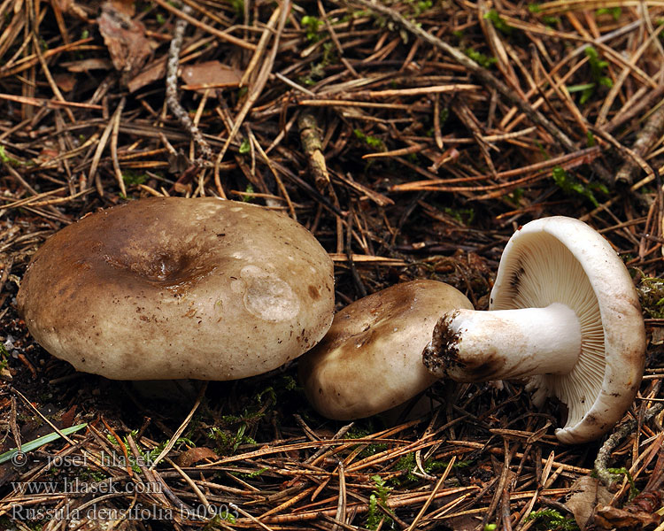 Dichtblättriger Schwärz-Täubling Russule à lames serrées