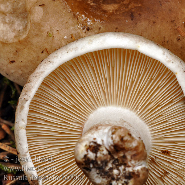 Tætbladet Skørhat Harmohapero Russula densifolia