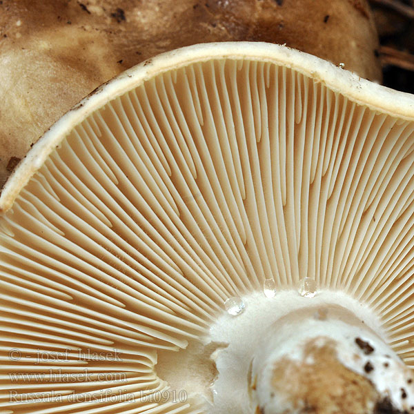 Russula densifolia bi0910