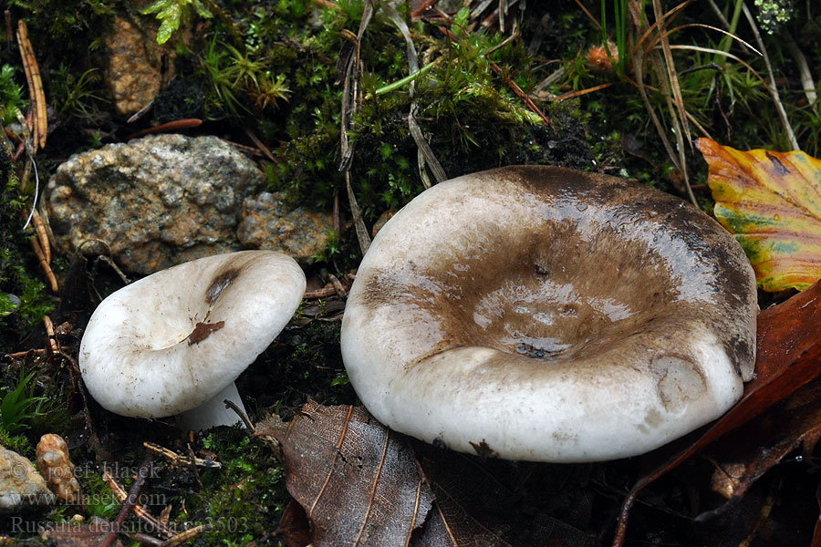 Crowded Brittlegill Russula densifolia