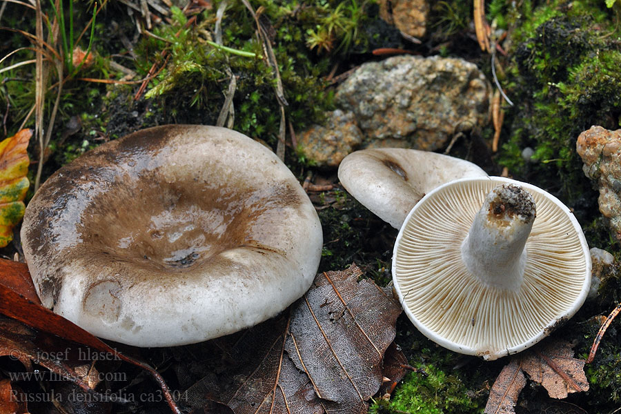 Holubinka hustolistá Russula densifolia