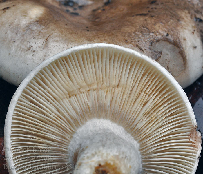 Dichtblättriger Schwärz-Täubling Russula densifolia