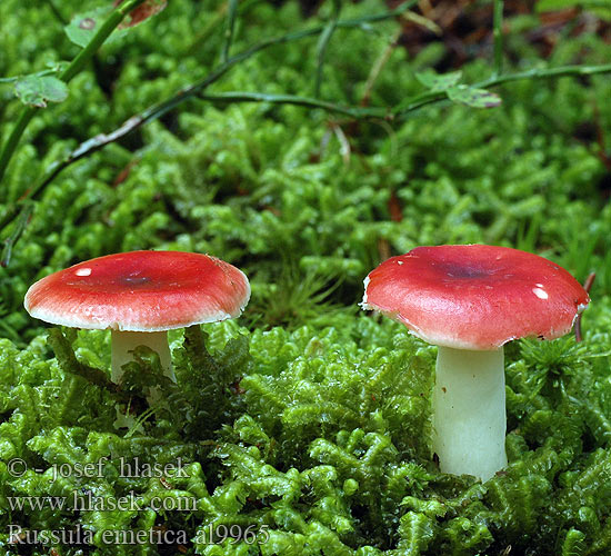 Russula emetica al9965