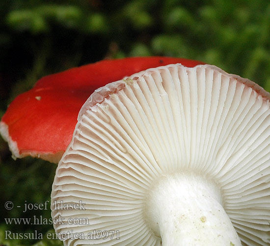 毒红菇 Stor gift-skørhat Tulipunahapero Russule émétique Braakrussula