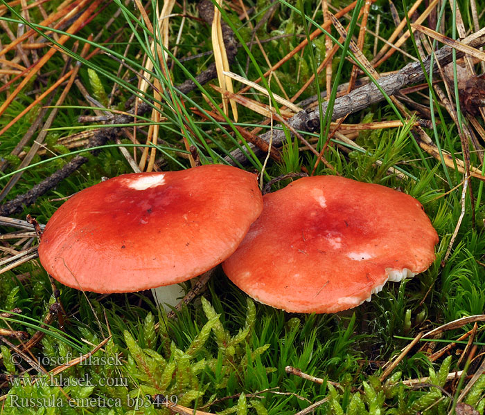 Russula emetica Hánytató galambgomba Speitäubling Giftkremle