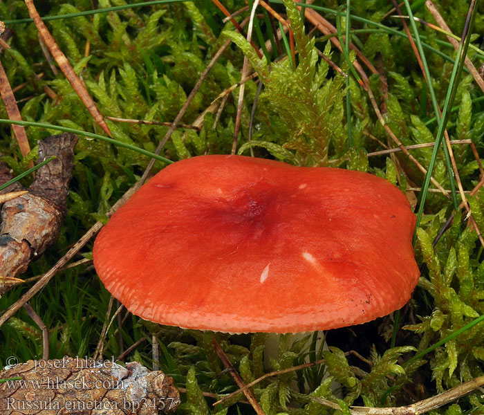 Russula emetica Сыроежка жгуче-едкая едкая рвотная