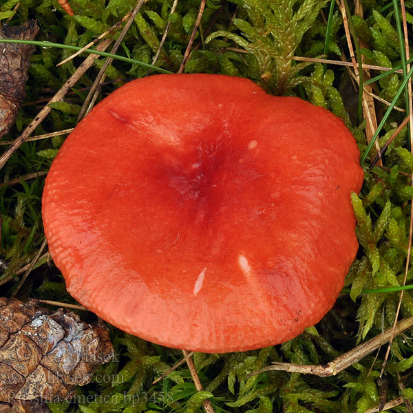 Russula emetica Bljuvna golobica Шумска бљувара