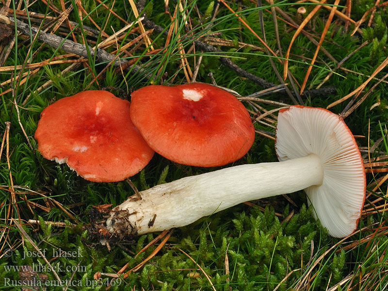 Russula emetica Rúsula emética Giftkremla Сироїжка блювотна