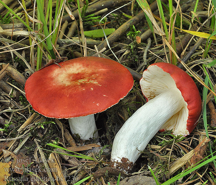 Russula emetica Holubinka vrhavka Gołąbek wymiotny Бясна гъба