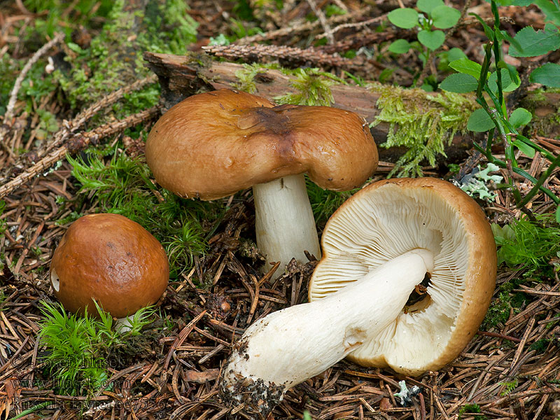 Russula favrei Holubinka Favreho Gebirgsheringstäubling