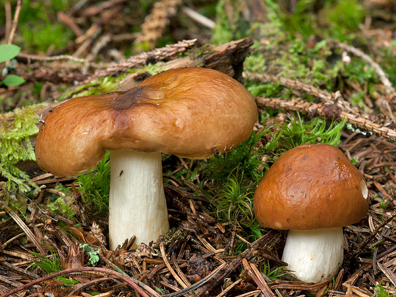 Russula favrei Gołąbek brązowoochrowy Plávka Favreova