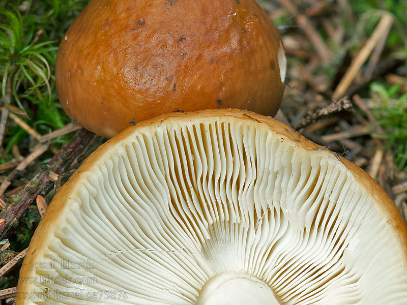 Russula favrei Gransillkremla Сырое́жка буре́ющая