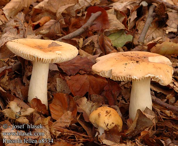 Russula fellea a8334