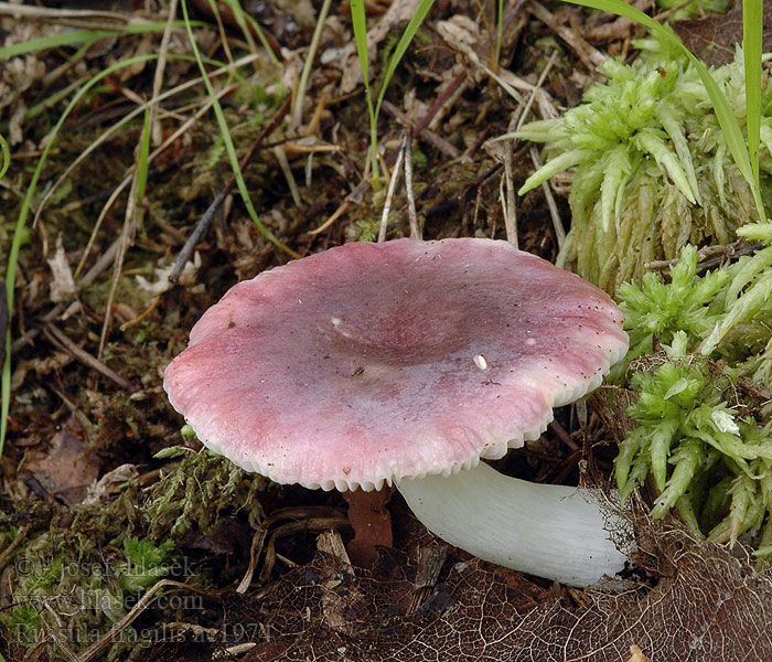 Russula fragilis Gołąbek kruchy Plávka krehká Holubinka křehká