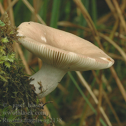 Russula fragilis ag2138