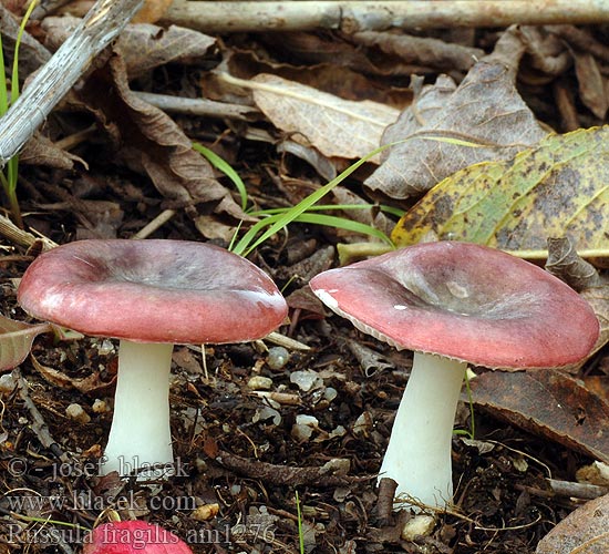 Russule fragile Paddestoe Broze Russula Wechselfarbiger Speitäubling