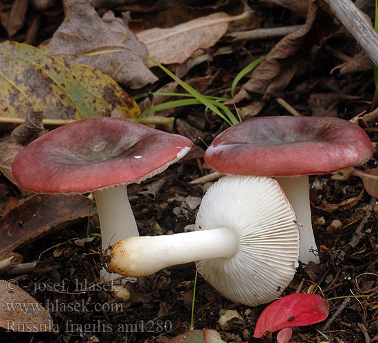 Russula fragilis am1280