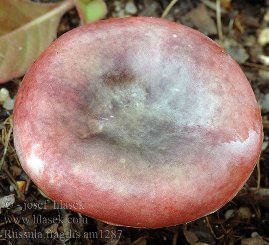 Skjørkremle Сыроежка ломкая Russula fragilis Fragile Russula