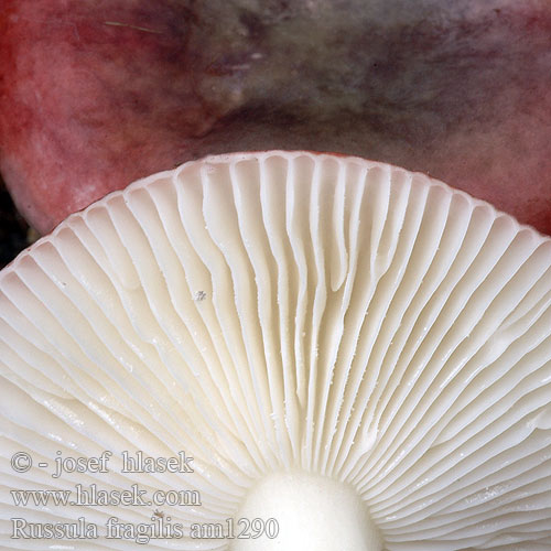 Russula fragilis am1290