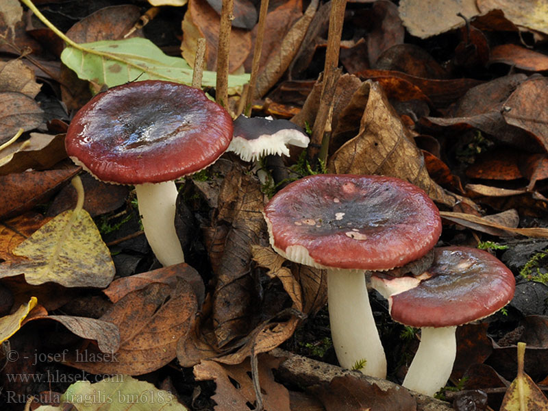 Russula fragilis Holubinka křehká