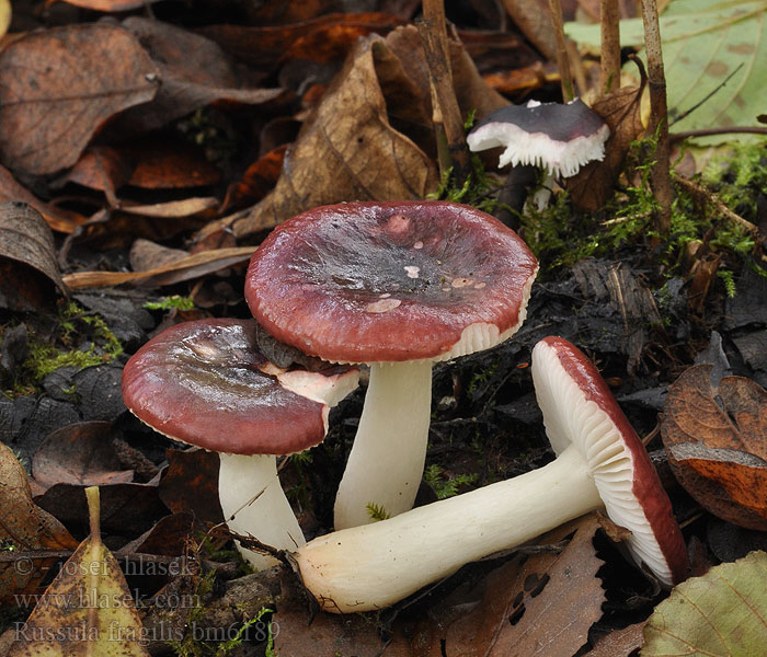 Russula fragilis Skörkremla Skjørkremle