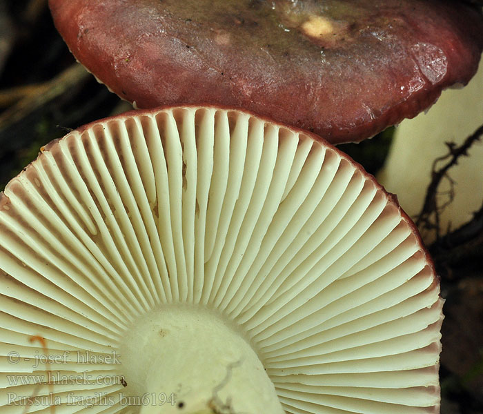 Russula_fragilis_bm6194