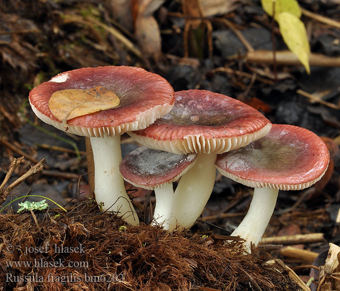 Russula fragilis Russule fragile Paddestoe Broze Russula