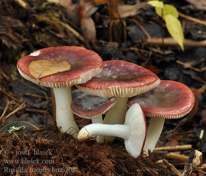 Russula fragilis Wechselfarbiger Speitäubling Gołąbek kruchy