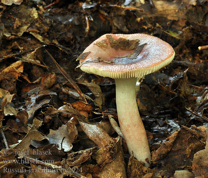 Russula gracillima Holubinka štíhlá Zarte Birken-Täubling