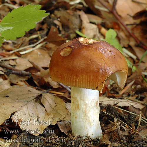 Russula grata laurocerasi Holubinka hořkomandlová Plávka horkomandľová Bitter Almond Brittlegill Marsipankremla Marcipan-skørhat Marsipankremle Mandeltäubling Tuoksuhapero Mandljeva golobica Szagos galambgomba Kvapioji ūmėdė Russule odeur laurier-cerise Amandelrussula Gołąbek gorzkomigdałowy Cыроежка миндальная