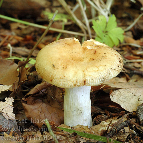 Russula grata al6000