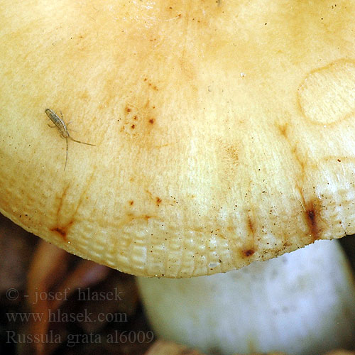 Russula grata al6009