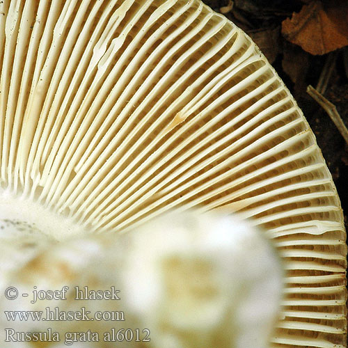 Russula grata al6012